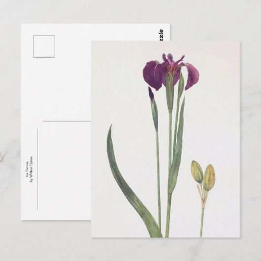 Iris Setosa van William Dykes Briefkaart (Voorkant / Achterkant)