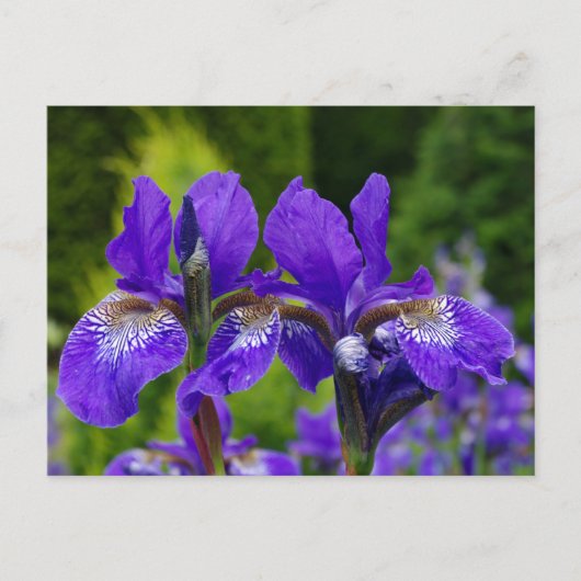 Iris sibirica bloemenfotografie briefkaart (Voorkant)