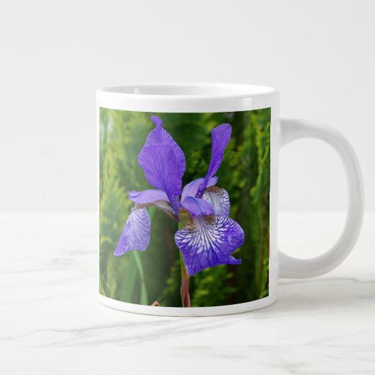 Iris sibirica bloemenfotografie  grote koffiekop (Rechts)