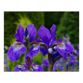 Iris sibirica bloemenfotografie perfect poster