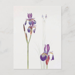 Iris Sibirica en Iris Orientalis door William Dyke Briefkaart