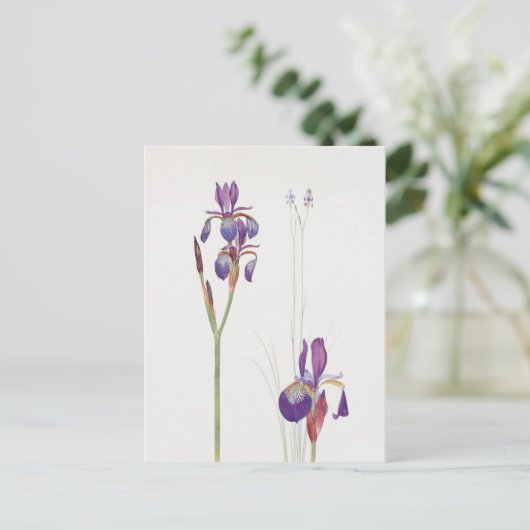 Iris Sibirica en Iris Orientalis door William Dyke Briefkaart (Staand voorkant)