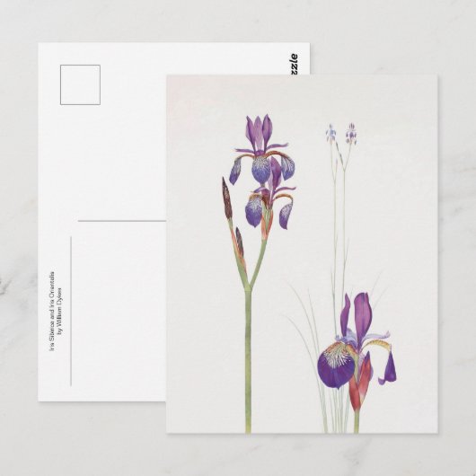 Iris Sibirica en Iris Orientalis door William Dyke Briefkaart (Voorkant / Achterkant)