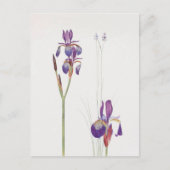 Iris Sibirica en Iris Orientalis door William Dyke Briefkaart (Voorkant)