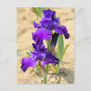 Iris "Skyship"    [Briefkaart] Briefkaart
