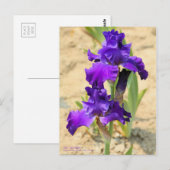 Iris "Skyship"    [Briefkaart] Briefkaart (Voorkant / Achterkant)
