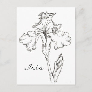 Iris Spring Flower Pen and Ink Tekening Briefkaart
