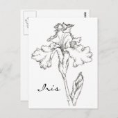 Iris Spring Flower Pen en Ink Tekening Briefkaart (Voorkant / Achterkant)