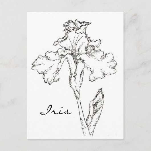 Iris Spring Flower Pen en Ink Tekening Briefkaart (Voorkant)