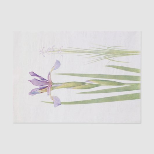 Iris Spuria (Kasjmir) van William Dykes Tissuepapier (Voorkant)