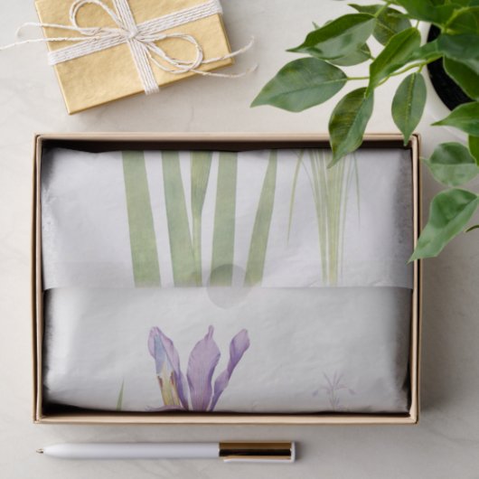 Iris Spuria (Kasjmir) van William Dykes Tissuepapier (Geschenk)