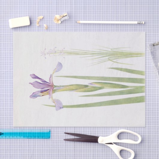 Iris Spuria (Kasjmir) van William Dykes Tissuepapier (Craft)