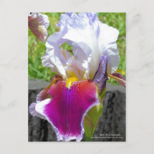 Iris "Stunning" (Briefkaart) Briefkaart