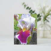 Iris "Stunning" (Briefkaart) Briefkaart (Staand voorkant)