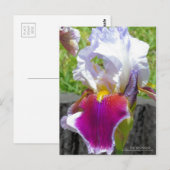 Iris "Stunning" (Briefkaart) Briefkaart (Voorkant / Achterkant)