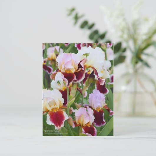 Iris "Stunning" (Briefkaart) Briefkaart (Staand voorkant)