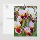 Iris "Stunning" (Briefkaart) Briefkaart (Voorkant / Achterkant)