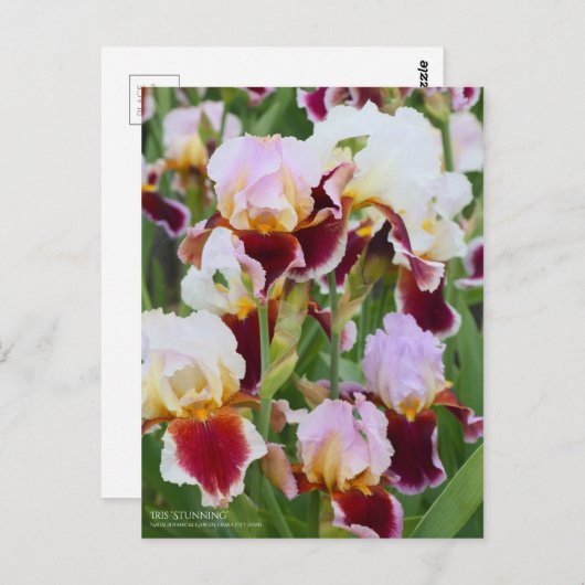 Iris "Stunning" (Briefkaart) Briefkaart (Voorkant / Achterkant)