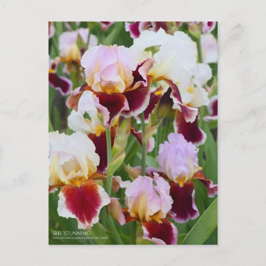 Iris "Stunning" (Briefkaart) Briefkaart (Voorkant)