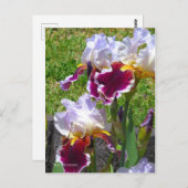 Iris ‘Stunning’ [Postcard] ポストカード Briefkaart (Voorkant / Achterkant)
