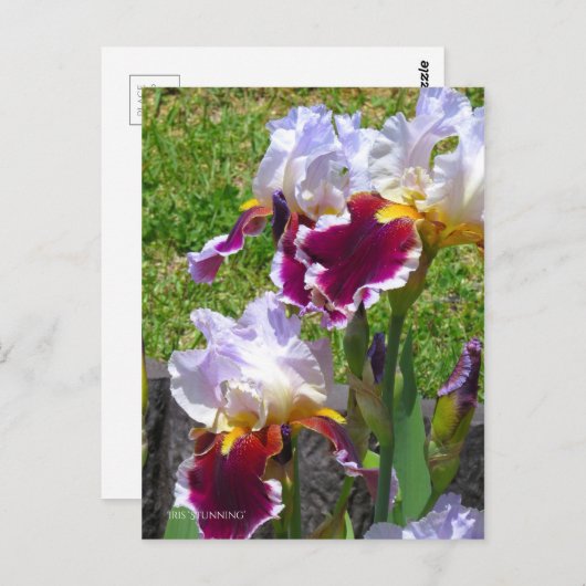 Iris ‘Stunning’ [Postcard] ポストカード Briefkaart (Voorkant / Achterkant)