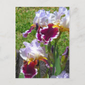 Iris ‘Stunning’ [Postcard] ポストカード Briefkaart (Voorkant)