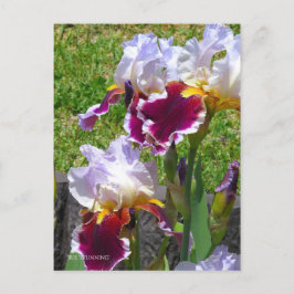 Iris ‘Stunning’ [Postcard] ポストカード Briefkaart