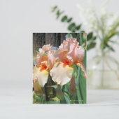 Iris "Sugar Plum" (Briefkaart) ポ カ ー ド Briefkaart (Staand voorkant)