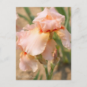 Iris "Sugar Plum" (Briefkaart) Briefkaart