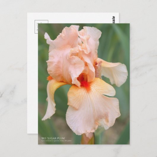 Iris "Sugar Plum" (Briefkaart) Briefkaart (Voorkant / Achterkant)