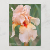 Iris "Sugar Plum" (Briefkaart) Briefkaart (Voorkant)