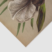 Iris Susiana door Arentina Hendrica Arendsen Tissuepapier (Detail)