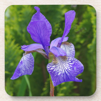 Iris sybirica bloemenfotografie drankjes onderzetter