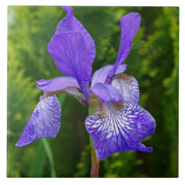 Iris sybirica bloemenfotografie tegeltje