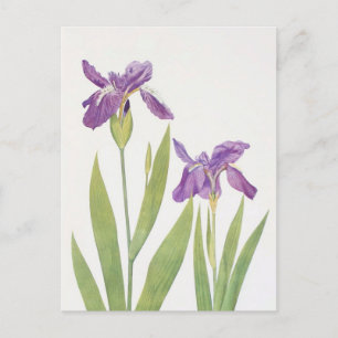 Iris Tectorum en Iris Loptec van William Dykes Briefkaart