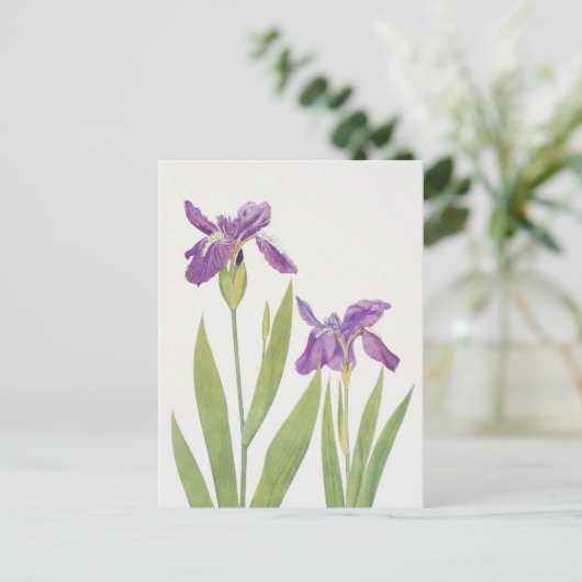 Iris Tectorum en Iris Loptec van William Dykes Briefkaart (Staand voorkant)