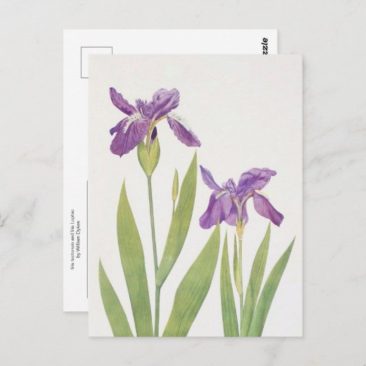Iris Tectorum en Iris Loptec van William Dykes Briefkaart (Voorkant / Achterkant)