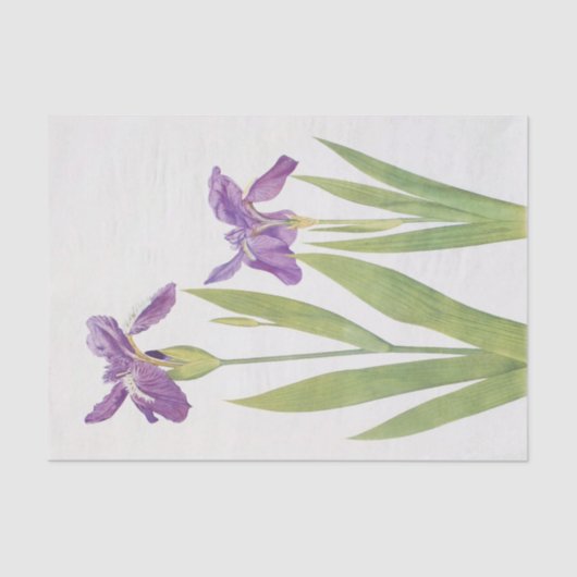 Iris Tectorum en Iris Loptec van William Dykes Tissuepapier (Voorkant)
