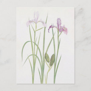 Iris Tenax door William Dykes Briefkaart