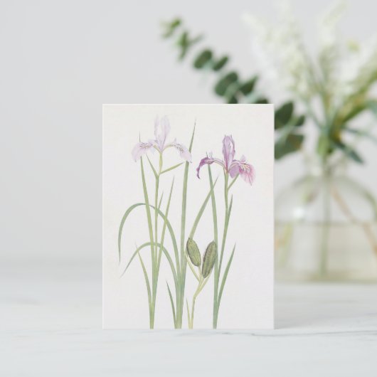Iris Tenax van William Dykes Briefkaart (Staand voorkant)