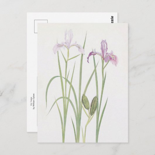 Iris Tenax van William Dykes Briefkaart (Voorkant / Achterkant)