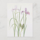 Iris Tenax van William Dykes Briefkaart (Voorkant)
