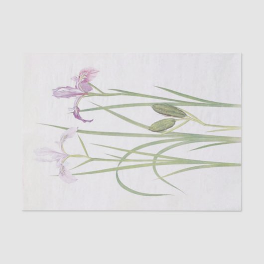 Iris Tenax van William Dykes Tissuepapier (Voorkant)