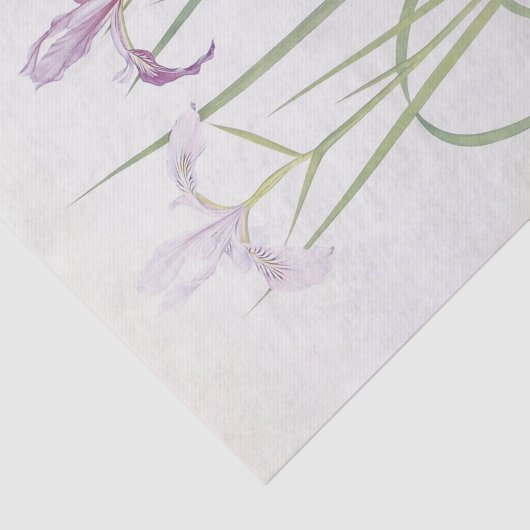Iris Tenax van William Dykes Tissuepapier (Detail)