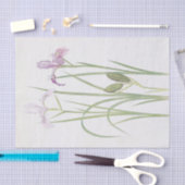Iris Tenax van William Dykes Tissuepapier (Craft)
