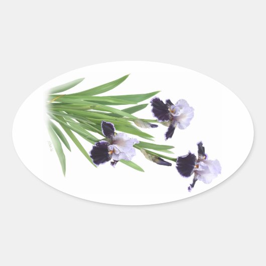 Iris Trio Ovale Sticker (Voorkant)