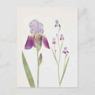 Iris Trojana door William Dykes Briefkaart