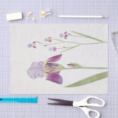Iris Trojana van William Dykes Tissuepapier (Craft)
