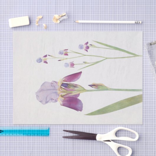 Iris Trojana van William Dykes Tissuepapier (Craft)