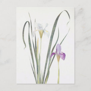 Iris Unguicularis van William Dykes Briefkaart